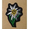 colored Edelweiss